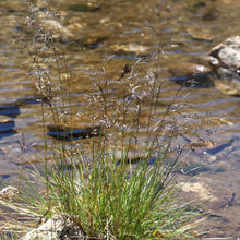 Lade das Bild in den Galerie-Viewer, Rasen-Schmiele (Deschampsia cespitosa)
