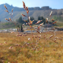 Lade das Bild in den Galerie-Viewer, Rasen-Schmiele (Deschampsia cespitosa)