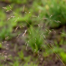 Lade das Bild in den Galerie-Viewer, Rasen-Schmiele (Deschampsia cespitosa)