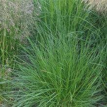 Lade das Bild in den Galerie-Viewer, Rasen-Schmiele (Deschampsia cespitosa)