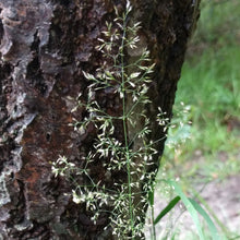 Lade das Bild in den Galerie-Viewer, Rasen-Schmiele (Deschampsia cespitosa)