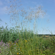 Lade das Bild in den Galerie-Viewer, Rasen-Schmiele (Deschampsia cespitosa)
