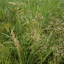 Lade das Bild in den Galerie-Viewer, Rasen-Schmiele (Deschampsia cespitosa)