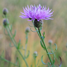 Lade das Bild in den Galerie-Viewer, Rispen-Flockenblume (Centaurea stoebe)