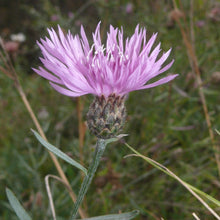 Lade das Bild in den Galerie-Viewer, Rispen-Flockenblume (Centaurea stoebe)