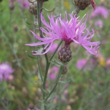 Lade das Bild in den Galerie-Viewer, Rispen-Flockenblume (Centaurea stoebe)