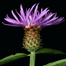 Lade das Bild in den Galerie-Viewer, Rispen-Flockenblume (Centaurea stoebe)