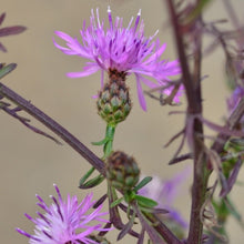 Lade das Bild in den Galerie-Viewer, Rispen-Flockenblume (Centaurea stoebe)
