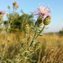 Lade das Bild in den Galerie-Viewer, Rispen-Flockenblume (Centaurea stoebe)
