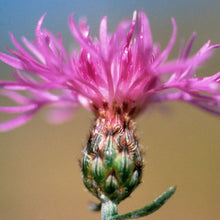 Lade das Bild in den Galerie-Viewer, Rispen-Flockenblume (Centaurea stoebe)