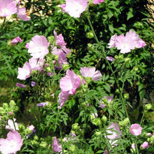 Lade das Bild in den Galerie-Viewer, Rosen-Malve Malva alcea