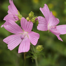 Lade das Bild in den Galerie-Viewer, Rosen-Malve Malva alcea