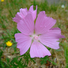 Lade das Bild in den Galerie-Viewer, Rosen-Malve (Malva alcea)