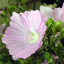 Lade das Bild in den Galerie-Viewer, Rosen-Malve (Malva alcea)