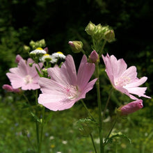 Lade das Bild in den Galerie-Viewer, Rosen-Malve (Malva alcea)