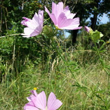 Lade das Bild in den Galerie-Viewer, Rosen-Malve (Malva alcea)