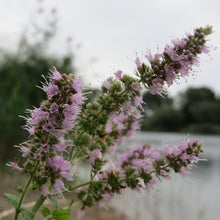 Lade das Bild in den Galerie-Viewer, Ross-Minze (Mentha longifolia)