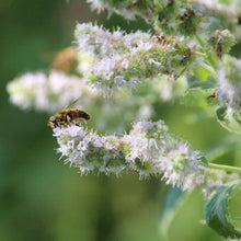 Lade das Bild in den Galerie-Viewer, Ross-Minze (Mentha longifolia)