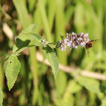 Lade das Bild in den Galerie-Viewer, Ross-Minze (Mentha longifolia)