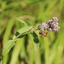 Lade das Bild in den Galerie-Viewer, Ross-Minze (Mentha longifolia)