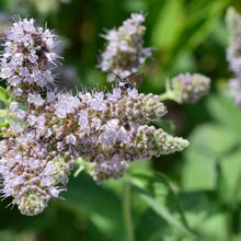 Lade das Bild in den Galerie-Viewer, Ross-Minze (Mentha longifolia)