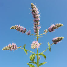 Lade das Bild in den Galerie-Viewer, Ross-Minze (Mentha longifolia)