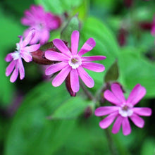 Lade das Bild in den Galerie-Viewer, Rote Lichtnelke (Silene dioica)