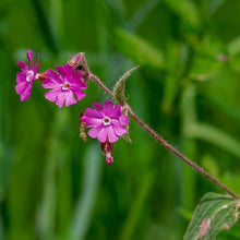 Lade das Bild in den Galerie-Viewer, Rote Lichtnelke (Silene dioica)
