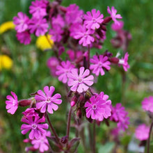 Lade das Bild in den Galerie-Viewer, Rote Lichtnelke (Silene dioica)