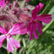 Lade das Bild in den Galerie-Viewer, Rote Lichtnelke - FuturePlanter