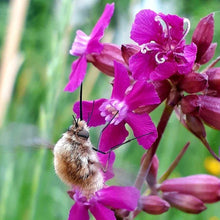 Lade das Bild in den Galerie-Viewer, Rote Lichtnelke (Silene dioica)