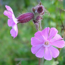 Lade das Bild in den Galerie-Viewer, Rote Lichtnelke (Silene dioica)
