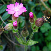 Lade das Bild in den Galerie-Viewer, Rote Lichtnelke (Silene dioica)