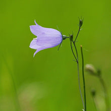 Lade das Bild in den Galerie-Viewer, Rundblättrige Glockenblume (Campanula rotundifolia)