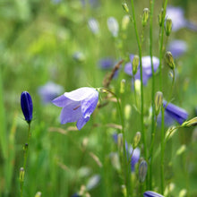Lade das Bild in den Galerie-Viewer, Rundblättrige Glockenblume (Campanula rotundifolia)