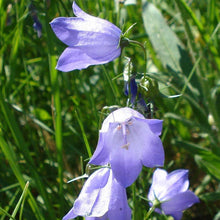 Lade das Bild in den Galerie-Viewer, Rundblättrige Glockenblume (Campanula rotundifolia)