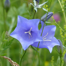 Lade das Bild in den Galerie-Viewer, Rundblättrige Glockenblume (Campanula rotundifolia)