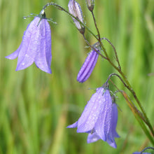 Lade das Bild in den Galerie-Viewer, Rundblättrige Glockenblume (Campanula rotundifolia)