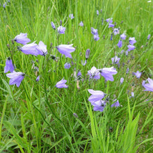 Lade das Bild in den Galerie-Viewer, Rundblättrige Glockenblume (Campanula rotundifolia)