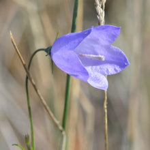 Lade das Bild in den Galerie-Viewer, Rundblättrige Glockenblume (Campanula rotundifolia)