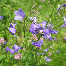 Lade das Bild in den Galerie-Viewer, Rundblättrige Glockenblume (Campanula rotundifolia)