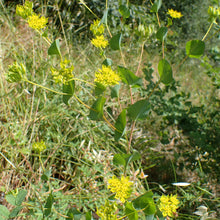 Lade das Bild in den Galerie-Viewer, Rundblättriges Hasenohr (Bupleurum rotundifolium)