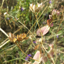 Lade das Bild in den Galerie-Viewer, Rundblättriges Hasenohr (Bupleurum rotundifolium)
