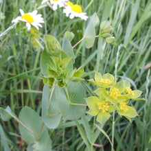 Lade das Bild in den Galerie-Viewer, Rundblättriges Hasenohr (Bupleurum rotundifolium)