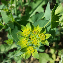 Lade das Bild in den Galerie-Viewer, Rundblättriges Hasenohr (Bupleurum rotundifolium)