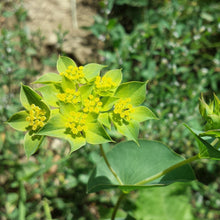 Lade das Bild in den Galerie-Viewer, Rundblättriges Hasenohr (Bupleurum rotundifolium)