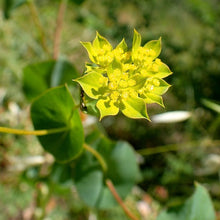 Lade das Bild in den Galerie-Viewer, Rundblättriges Hasenohr (Bupleurum rotundifolium)