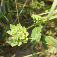 Lade das Bild in den Galerie-Viewer, Rundblättriges Hasenohr (Bupleurum rotundifolium)