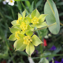 Lade das Bild in den Galerie-Viewer, Rundblättriges Hasenohr (Bupleurum rotundifolium)