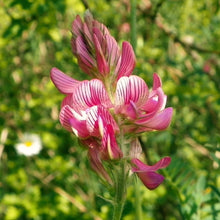 Lade das Bild in den Galerie-Viewer, Saat-Esparsette (Onobrychis viciifolia)